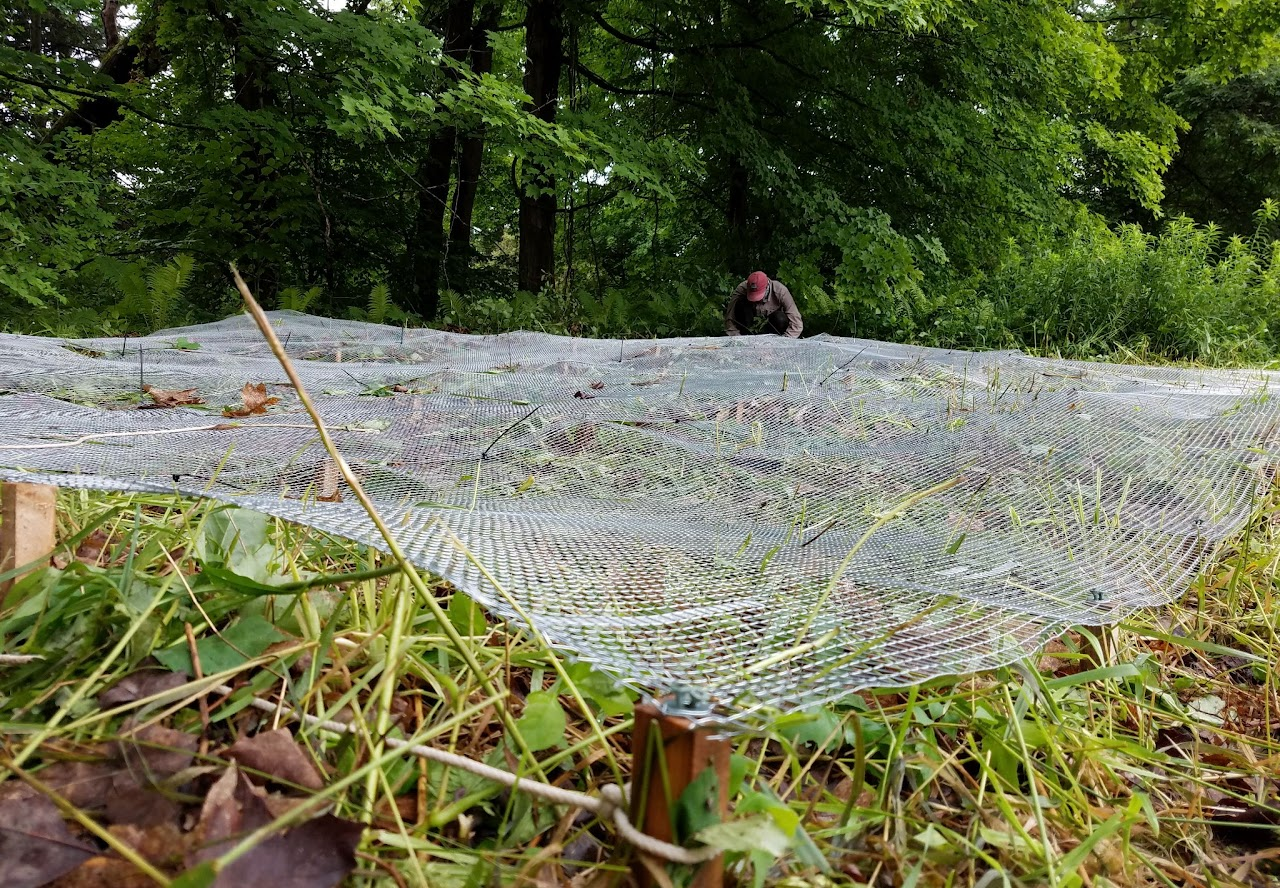 A person behind a stretched-out net in a green, leafy outdoor environment.
