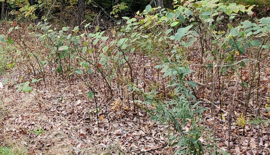 Wooded area with leaf-covered ground and young saplings.