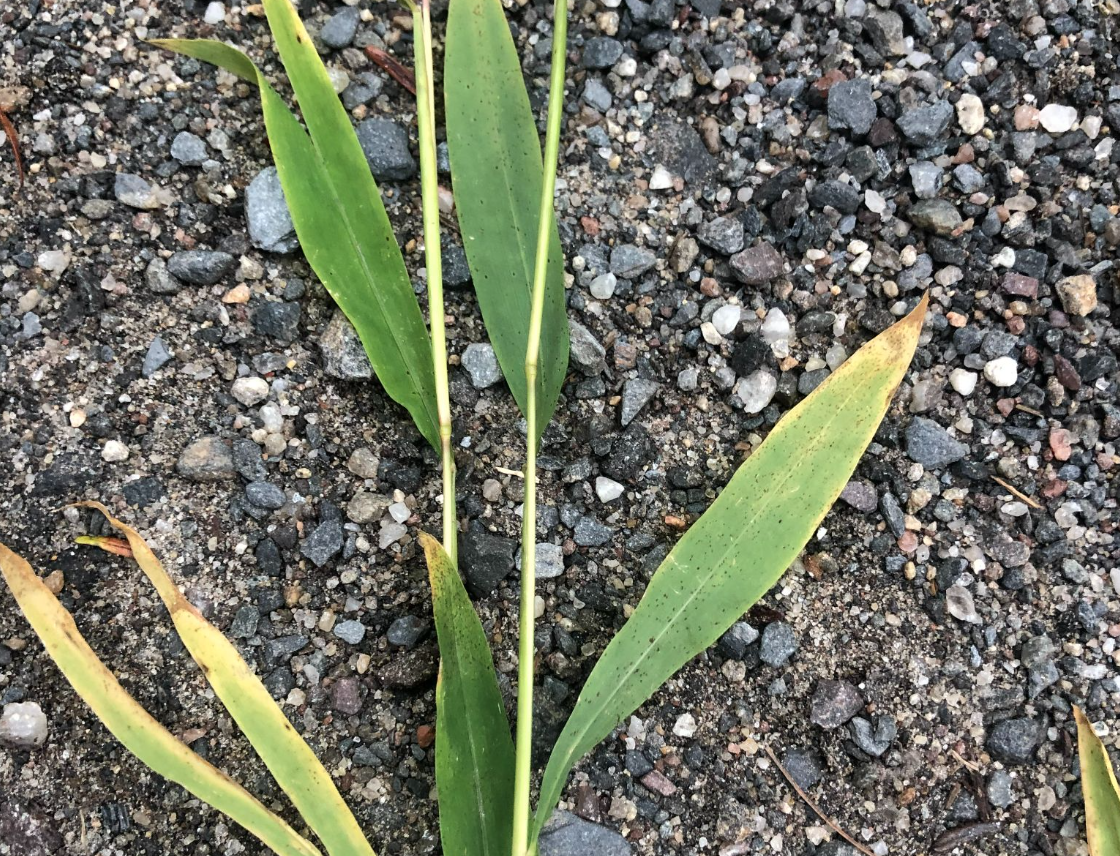 Green plant leaves emerging from a gravel surface.