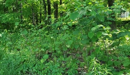 A leafy green area with bushes and foliage, possibly in a forest or park.