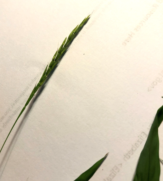 A single grass stem with leaves on white background.