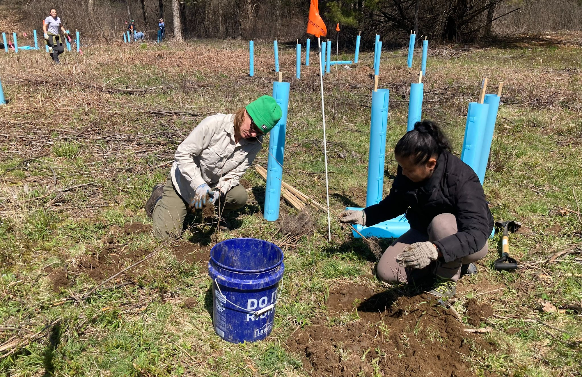 People planting saplings with protective tubes, sunny day, reforestation activity.