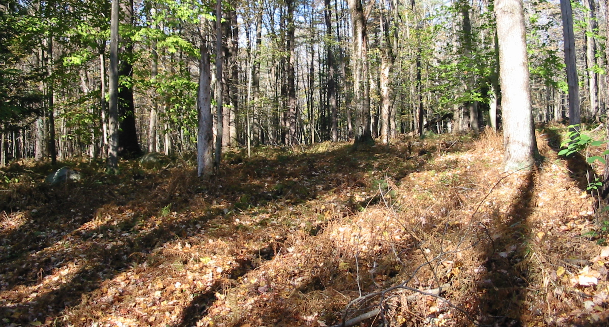 A sunlit forest with mature trees and a ground cover of dry leaves.
