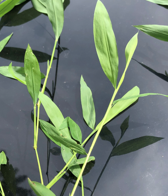Green leaves on dark reflective surface, creating a calm, natural scene.