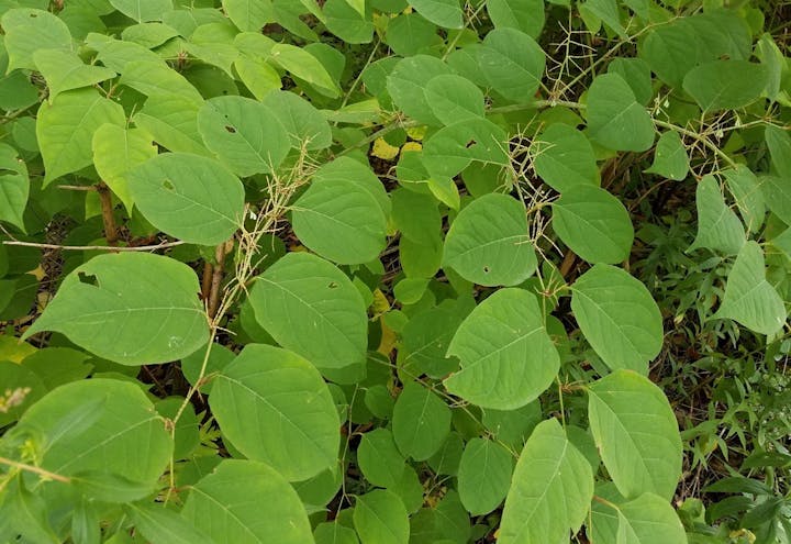 Green leaves and plants, possibly a shrub or bush, with a dense foliage.