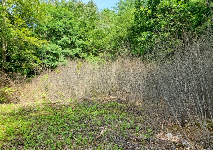 Mixed vegetation with green trees, dried shrubs, and grass under a clear sky.