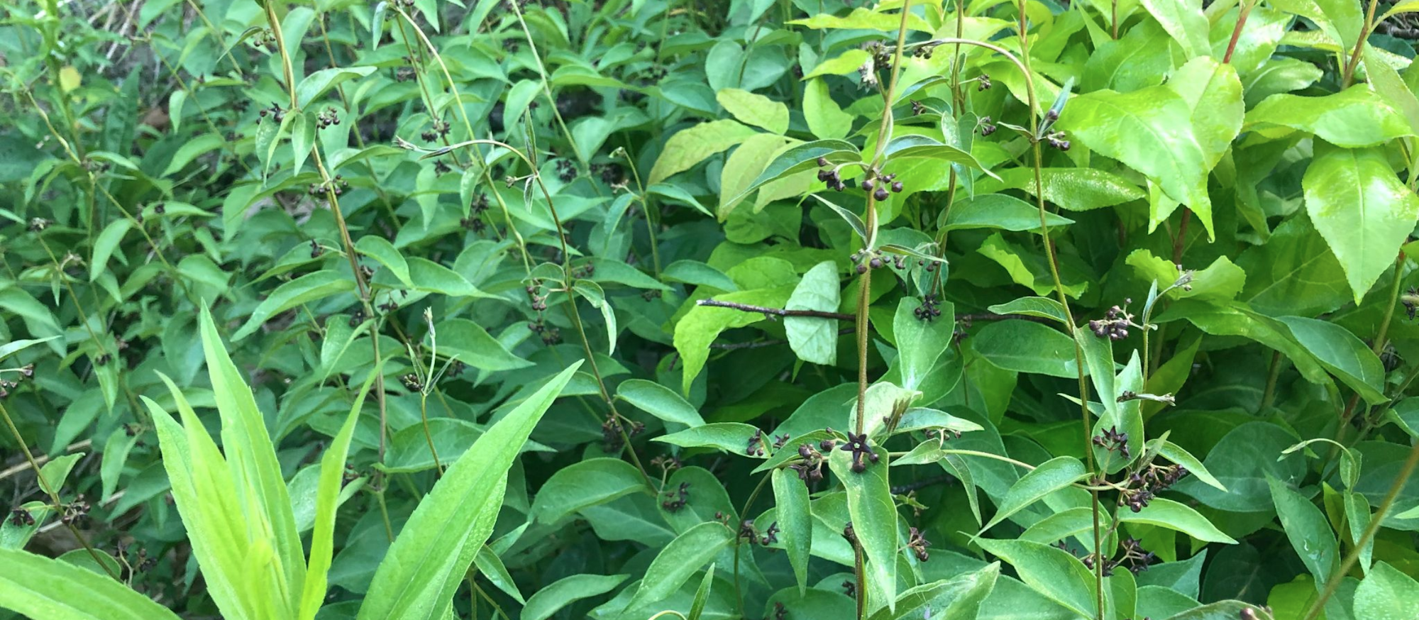 A lush green shrubbery with small black seed pods or berries.