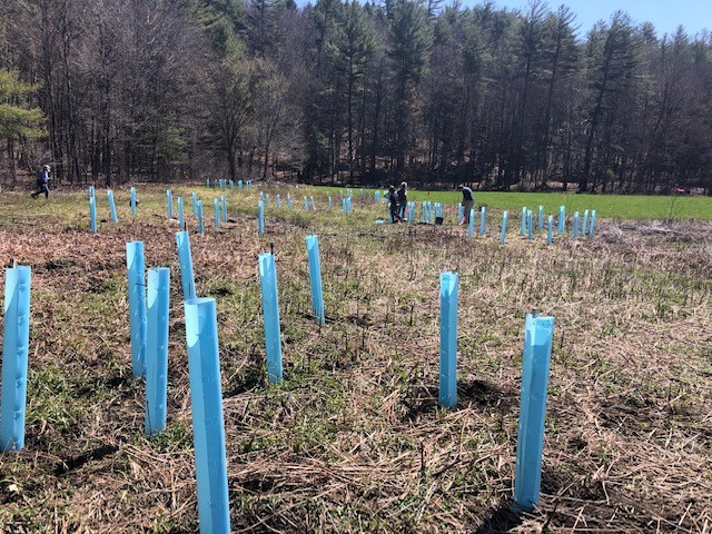 A field with rows of blue tree shelters and people in the background likely involved in reforestation or tree planting.