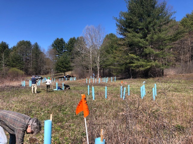 People planting trees with protective tubes in a field under a clear sky.