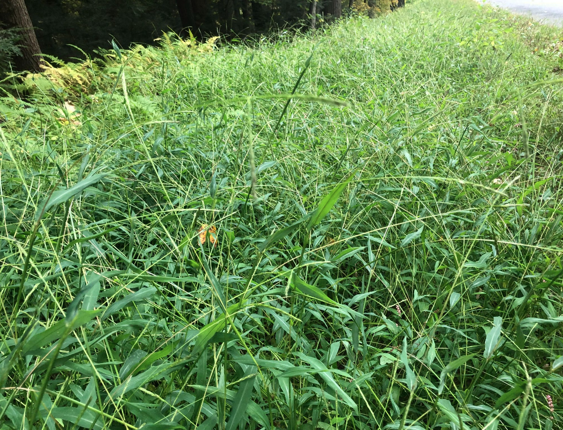 A dense area of green grass and some ferns, with a hint of a path on the right.