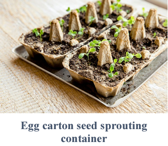 Seedlings sprouting in an egg carton used as a planting tray.