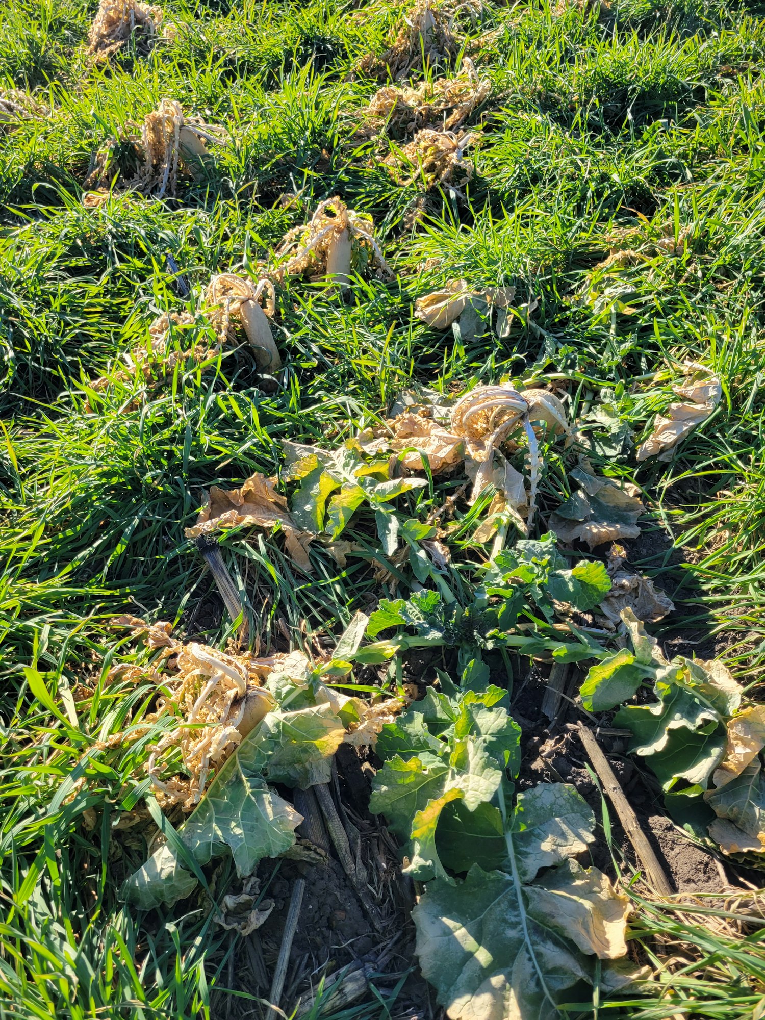 Green grass and withered plants illuminated by sunlight.
