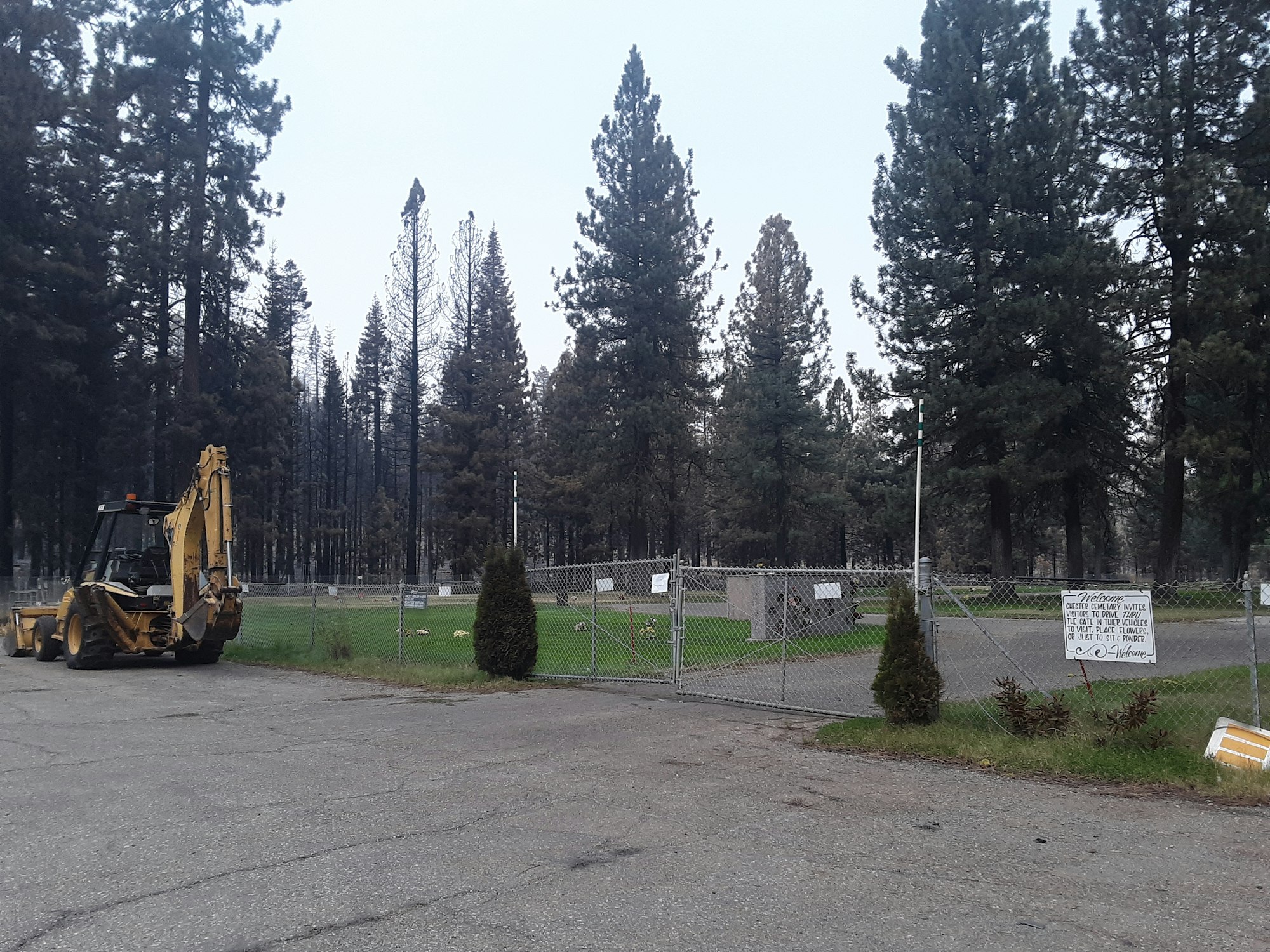 AFTER DIXIE FIRE 8/20/2021 GREEN GRASS!