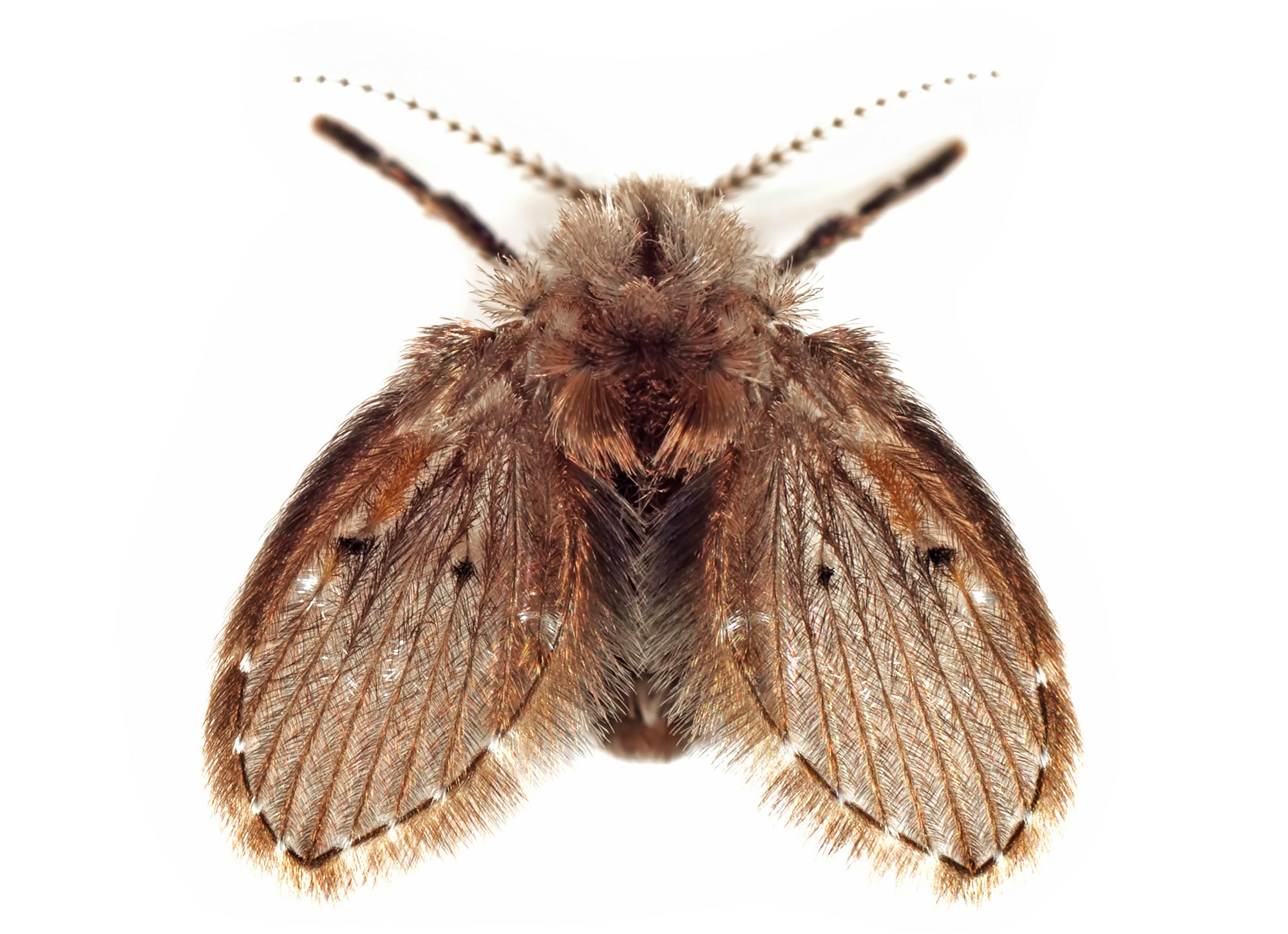 Top-down view of a small insect. The insect is various colors brown and appears to be very 'fuzzy'