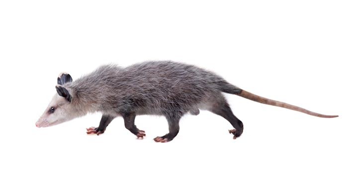 Side view of a opossum. The opossum has a white face with black eyes and a pointed pink nose. The ears and legs are darker than the rest of its dark grey colored body. The opossum has a long pink colored tail.