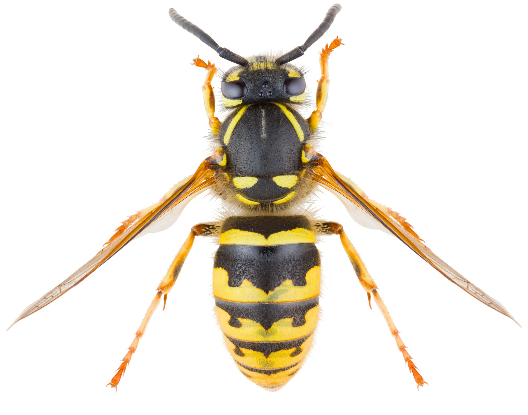 A top-down view of a yellowjacket. The insect has two black antenna, a body with yellow and black stripes, 6 yellow legs, and two light colored wings.