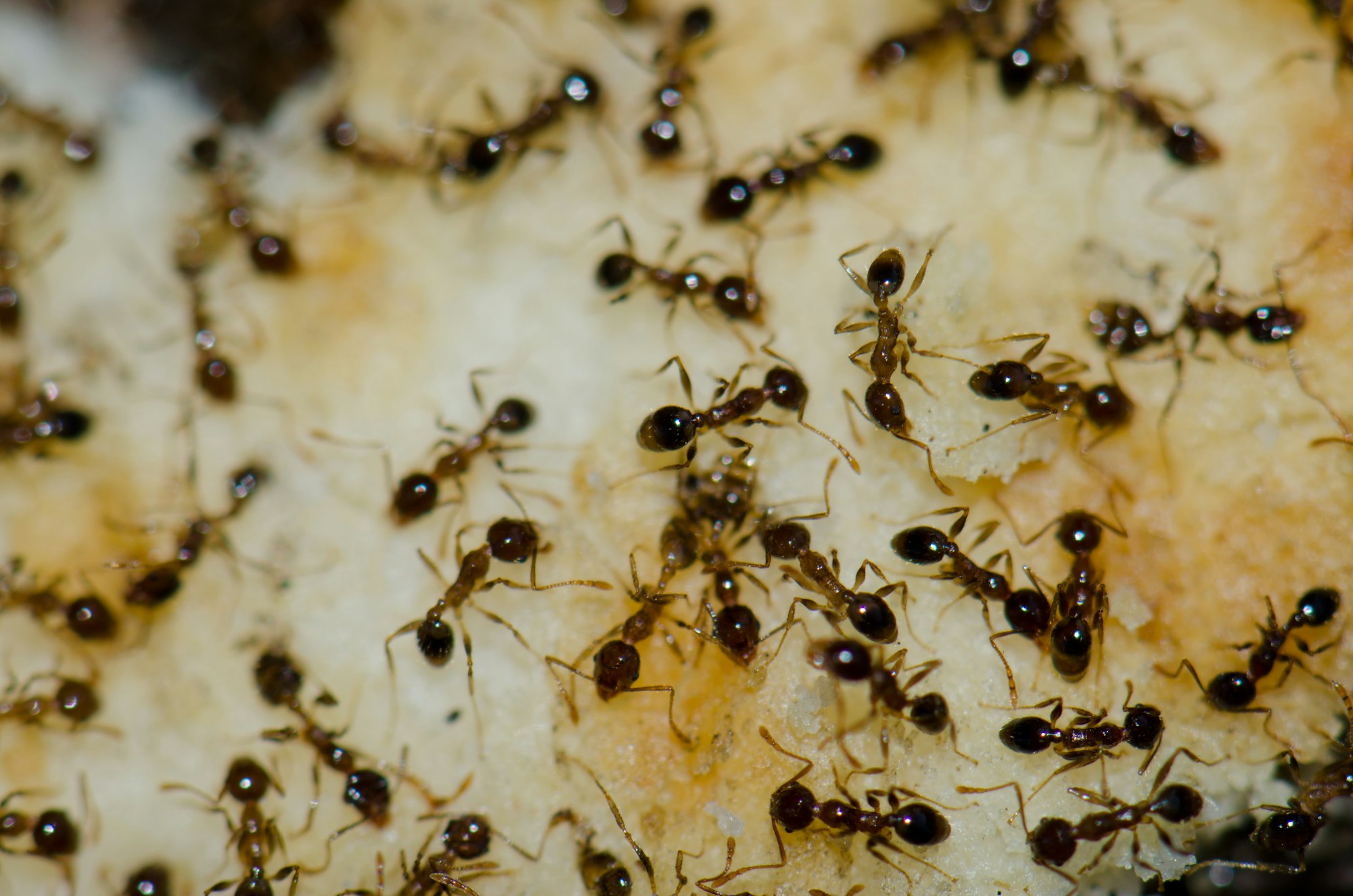 Dozens of small black ants on a light yellow background of food - maybe a muffin?