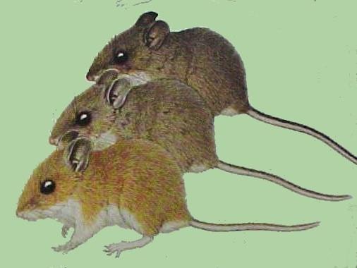 May contain: rat, rodent, animal, and mammal