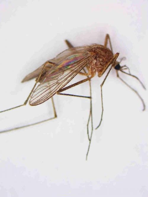 Sideview of a light brown mosquito