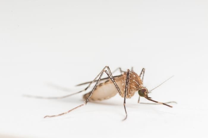 Photograph of a brown mosquito resting on a white surface