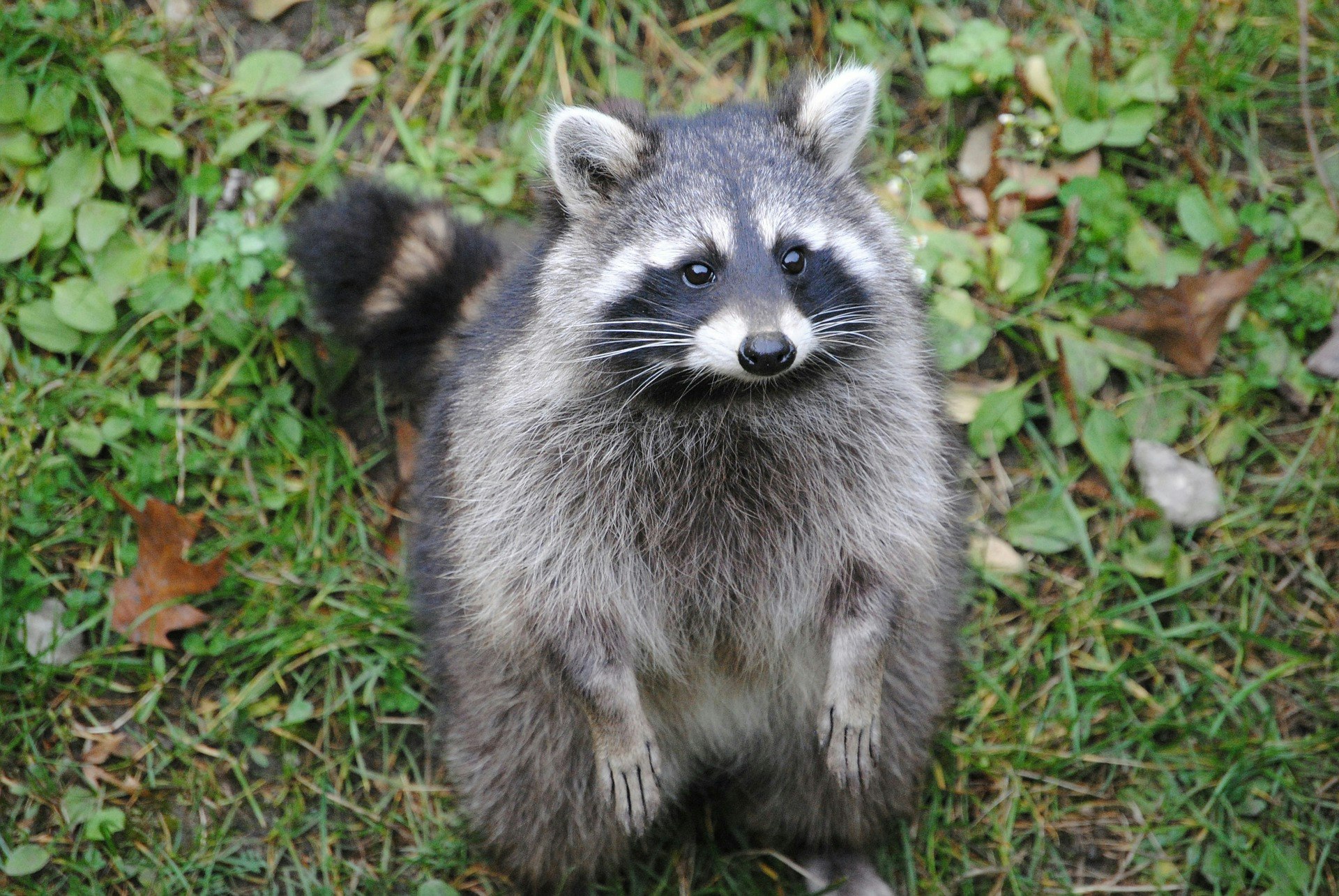 A plump and furry raccoon sits on its back legs looking towards the camera. It has grey fur on its body, with black and white fur on its face.