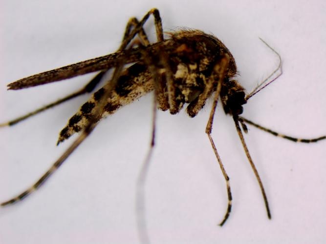Sideview of a dark brown mosquito