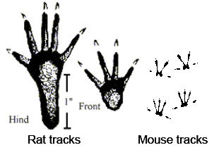 Rat track and mouse tracks. Rat tracks have a longer hind foot track and a smaller front foot track, while mouse tracks look similarly sized front and back. Both rats and mice have 5 toes on the back feet and 4 toes on the front feet.