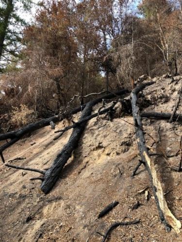 Bare ground with burned, downed tree trunks in the foreground and standing, but brown, trees in the background.