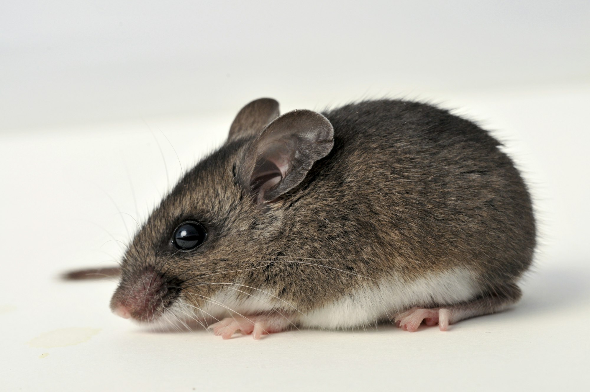 Sideview of a mouse. The mouse is mostly dark brown, but the belly of the mouse is white. The mouse has light pink feet, large black eyes, and long white whiskers.