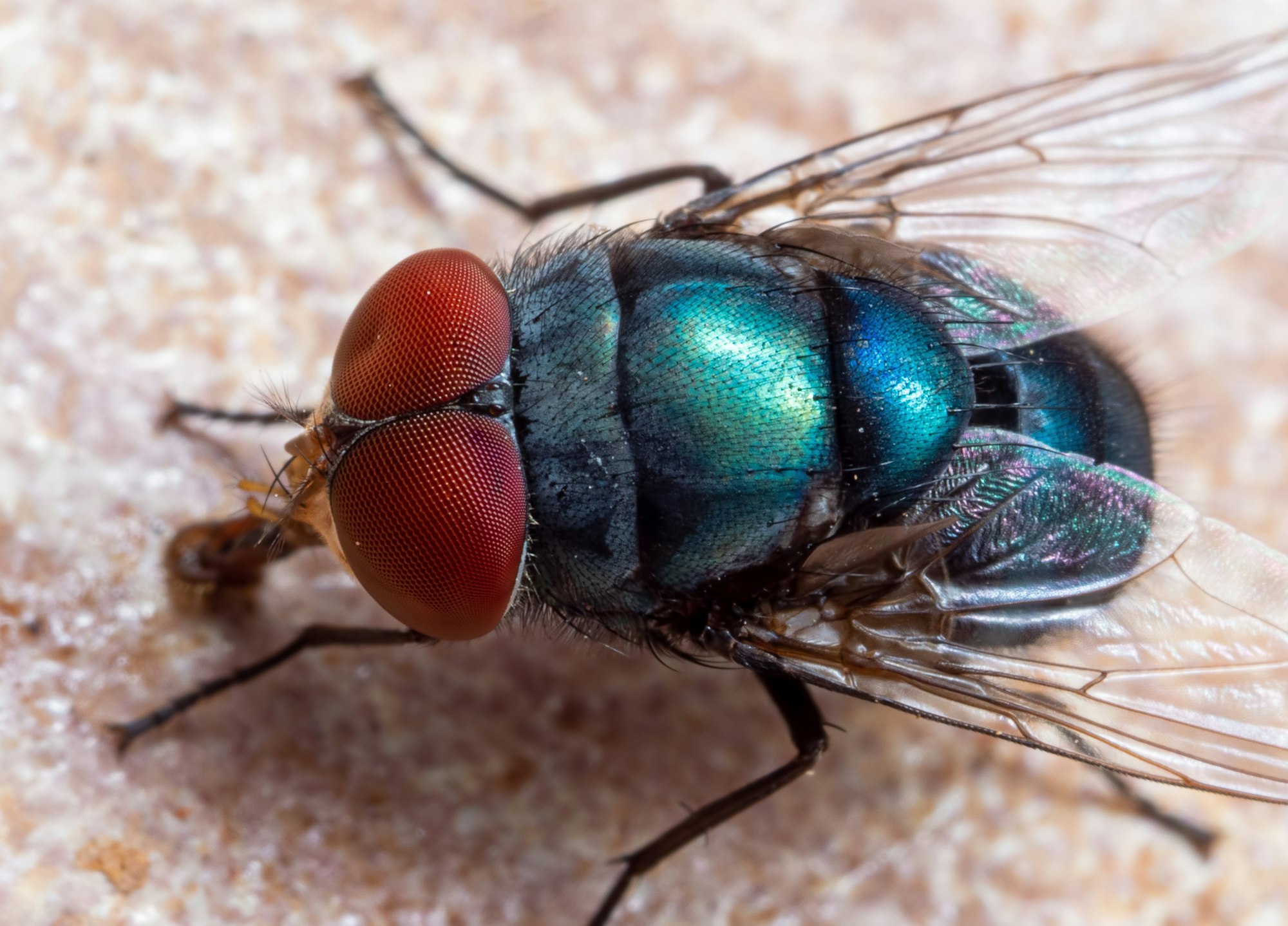 A fly viewed from the top front angle. The fly has very large red eyes and a shiny green and blue body.