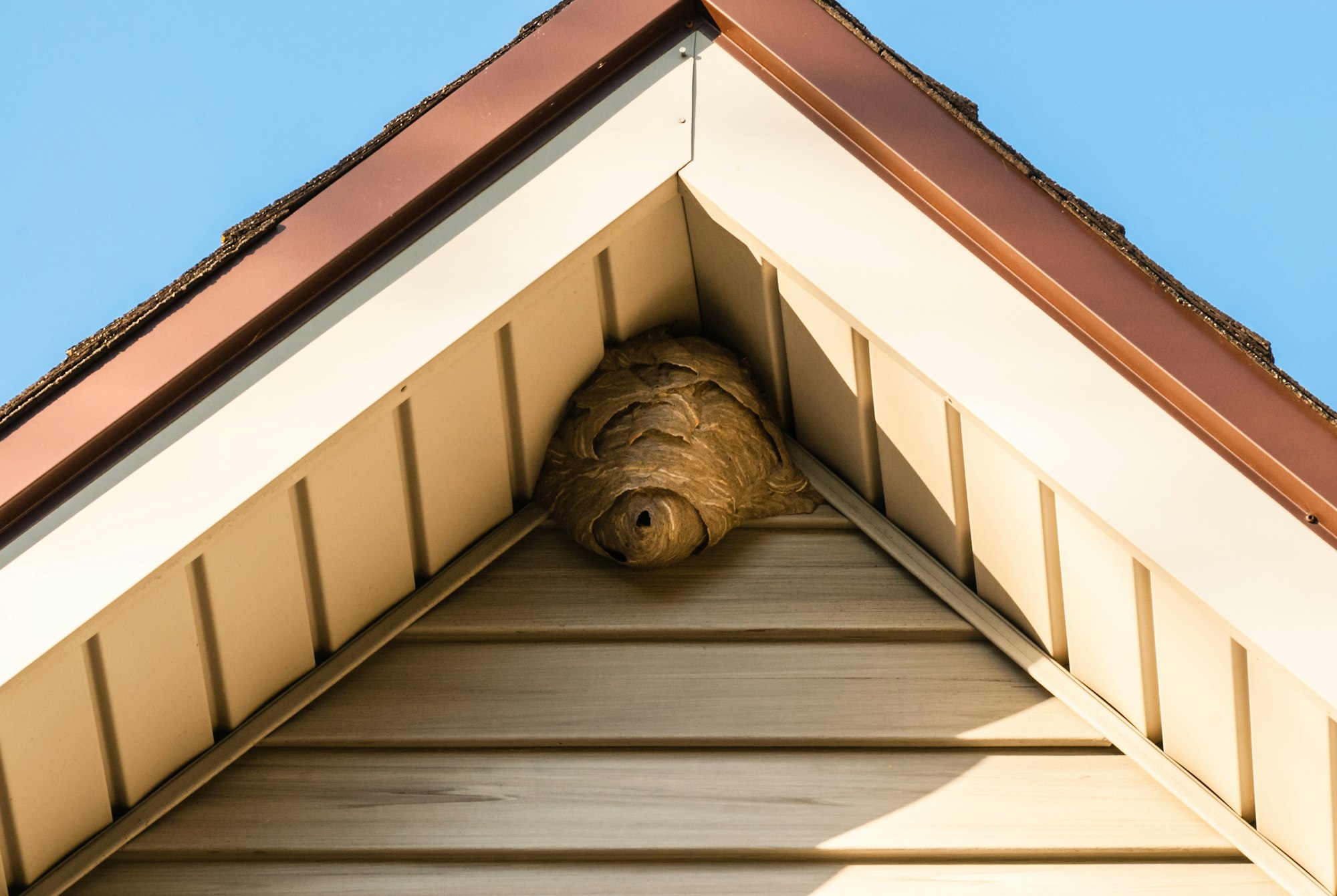 Exterior of a house, looking up at the peak of the eaves, there is a brown wasp nest nestled in the protected space at the top of the eaves.