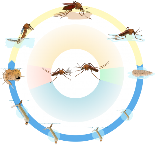 Blue and yellow circle outline showing the many steps of the mosquito lifecycle. On the right is an egg raft containing many small brown eggs, then moving down and to the left are four stages of larvae, which are long and thin. On the left side is a pupae, which is round with a large eye spot and a short tail, moving up and to the right is a mosquito emerging from the pupae, and then a fully grown adult mosquito.