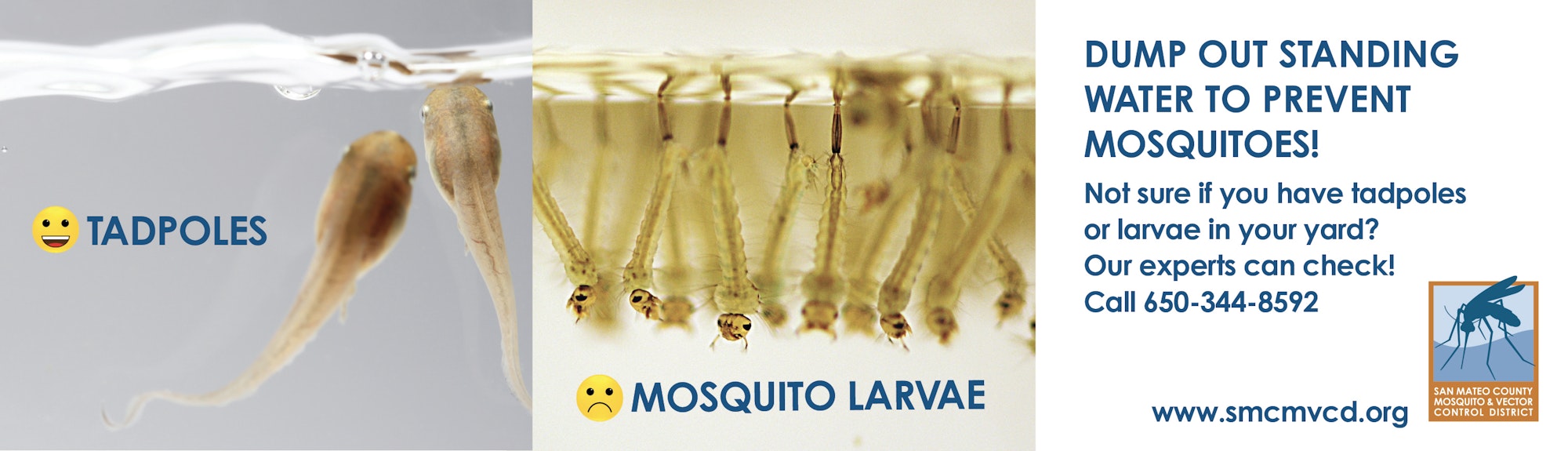 Two photos and text.  One photo is of two brown tadpoles in water with a little smiling emoji that says "tadpoles".  The other photo shows many mosquito larvae in water, with a frowning emoji and says "mosquito larvae".  Additional text on the right side says "dump out standing water to prevent mosquitoes! Not sure if you have tadpoles or larvae in your yard? Our experts can check! Call 650-344-8592".  The District's logo and website (www.smcmvcd.org) are also included.