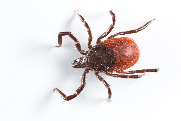 A brown and black colored tick, with a round body, 8 long legs, and a mouthpart extending from the body