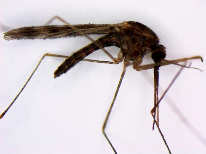 Sideview of a dark brown mosquito