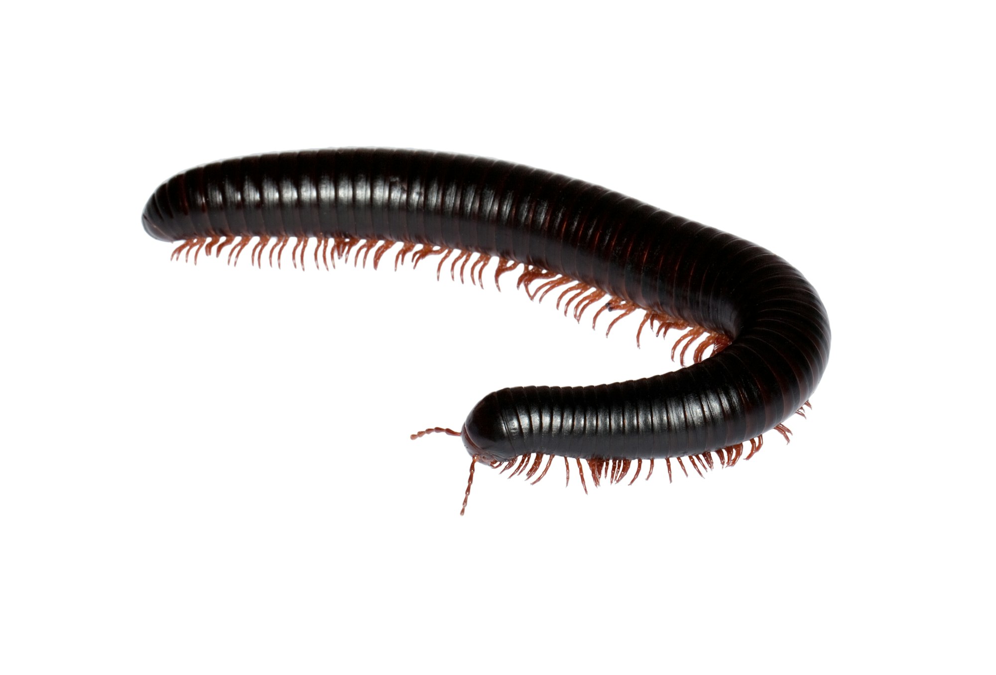 Photograph of a millipede