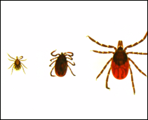The image features three different types of ticks, varying in size and appearance.