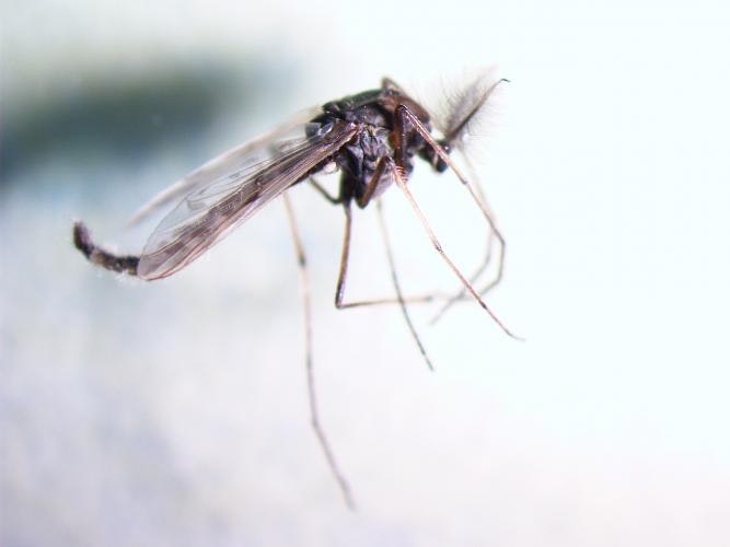 May contain: insect, invertebrate, animal, and mosquito