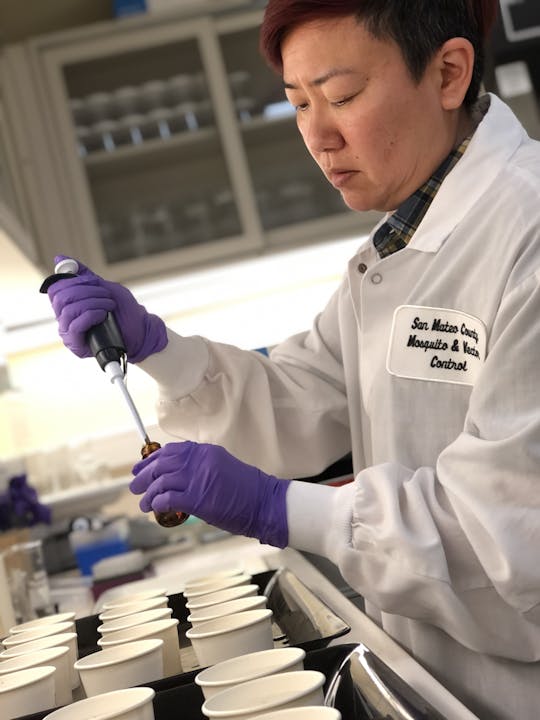 A person in a lab coat and gloves uses a pipette with cups on a table.