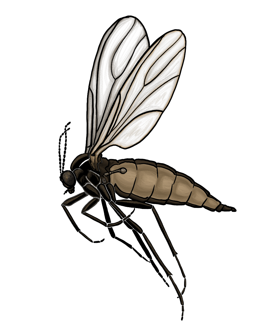 Drawing of a caoborid gnat, which is an insect with long legs, two wings, and a 'hunched' appearance