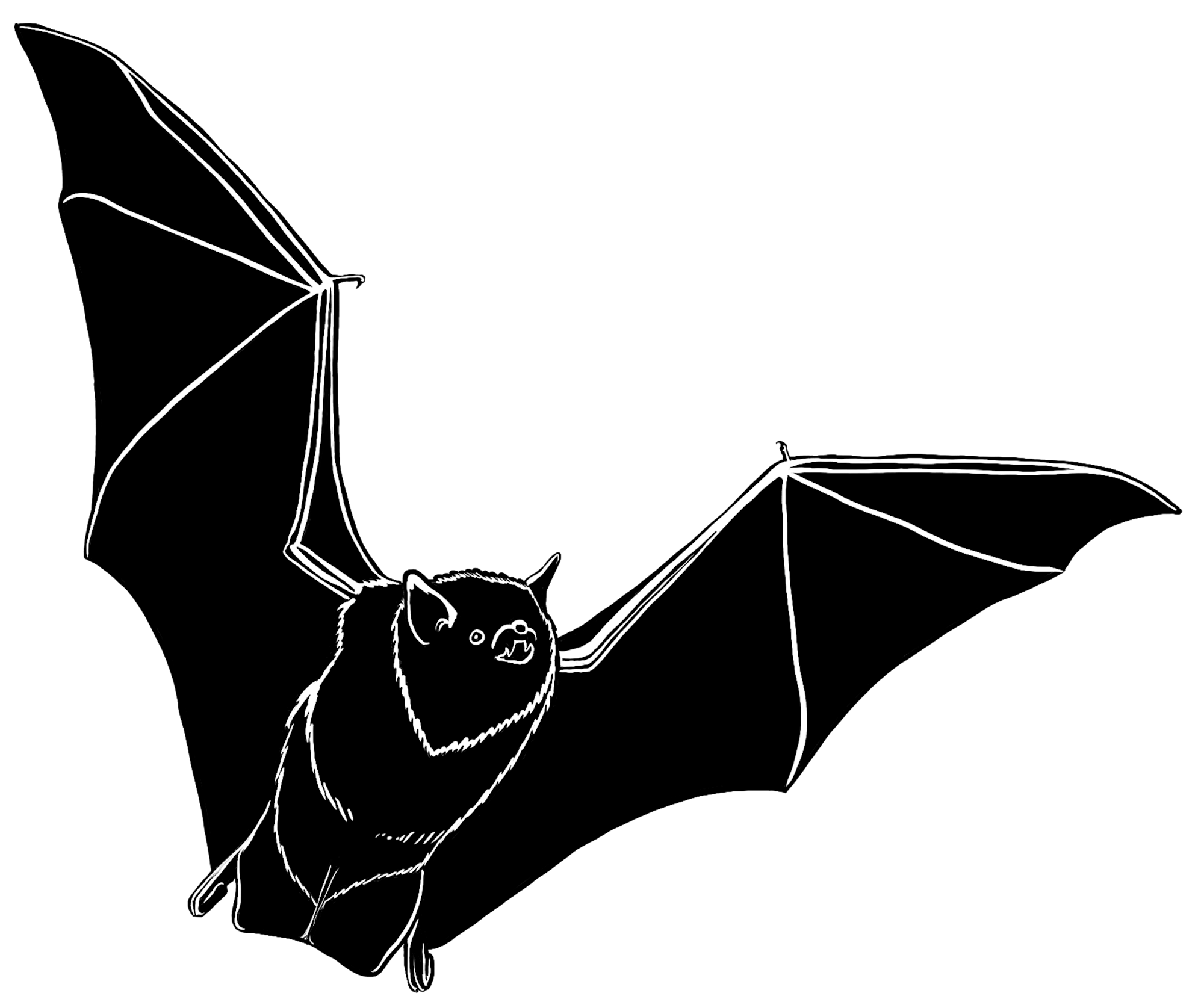 Drawing of bat flying with wings spread