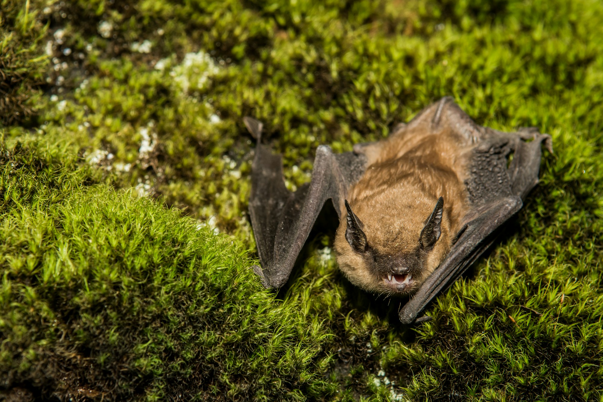 Photograph of a mossy green background with a brown bat lying on the ground looking toward the camera