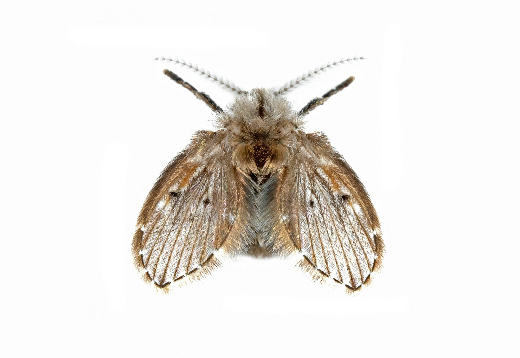 A winged insect viewed from above. Two front legs and two antennae can be seen. The head and body appear fuzzy. The wings are striped. The insect is mostly light brown colored.