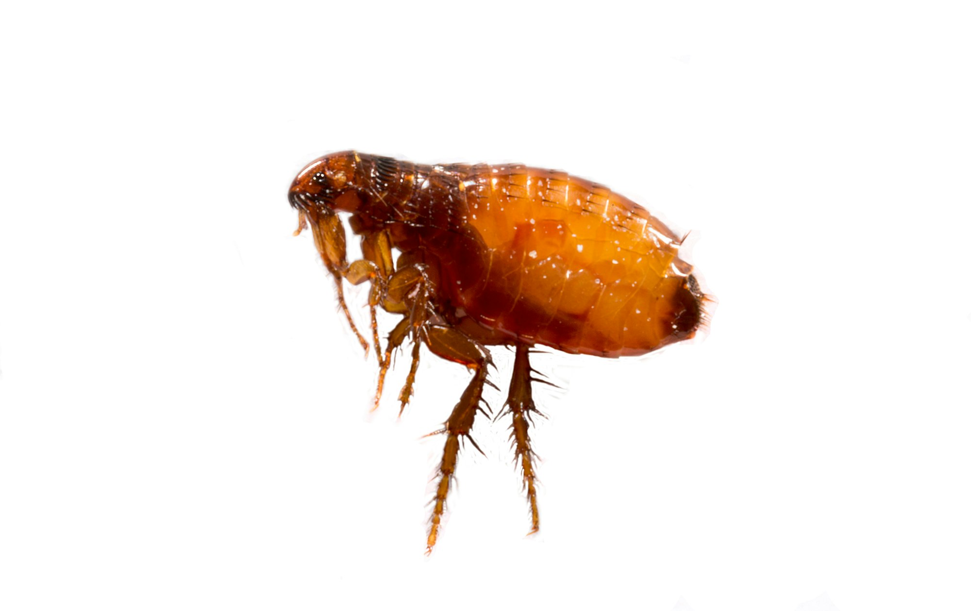 Brown flea viewed from the side