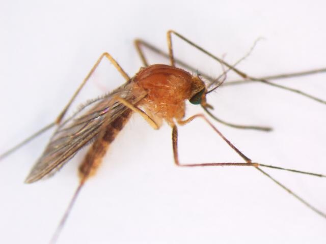 Sideview of a light brown mosquito