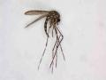 May contain: mosquito, animal, insect, and invertebrate