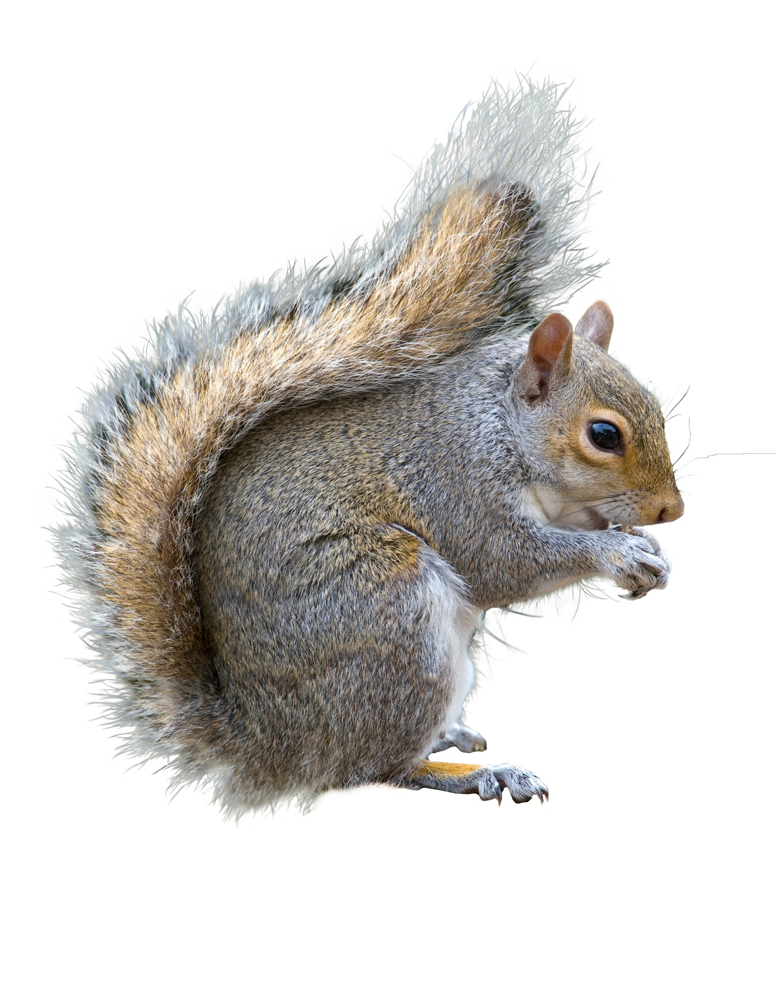 Side view of a grey squirrel. The squirrel appears to be holding something in its front paws and holding it near its mouth. The face of the squirrel is light brown with black eyes. The body of the squirrel is grey and brown. The tail of the squirrel is very bushy and light brown colored with longer grey hairs as well.