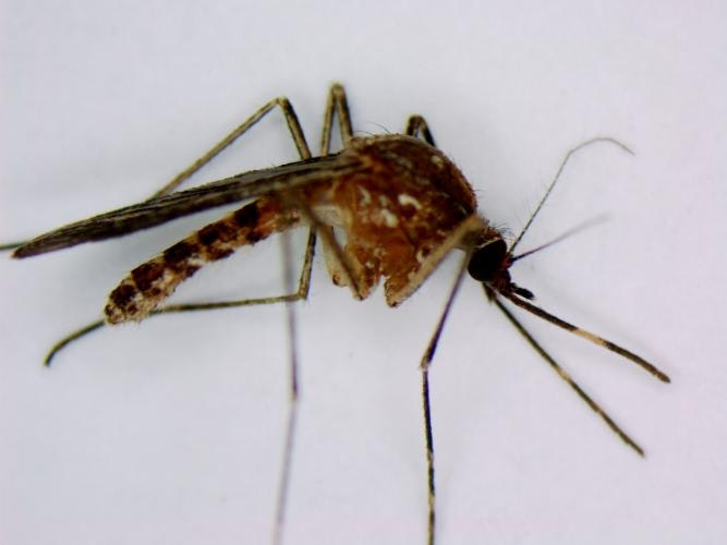 Sideview of a dark brown mosquito