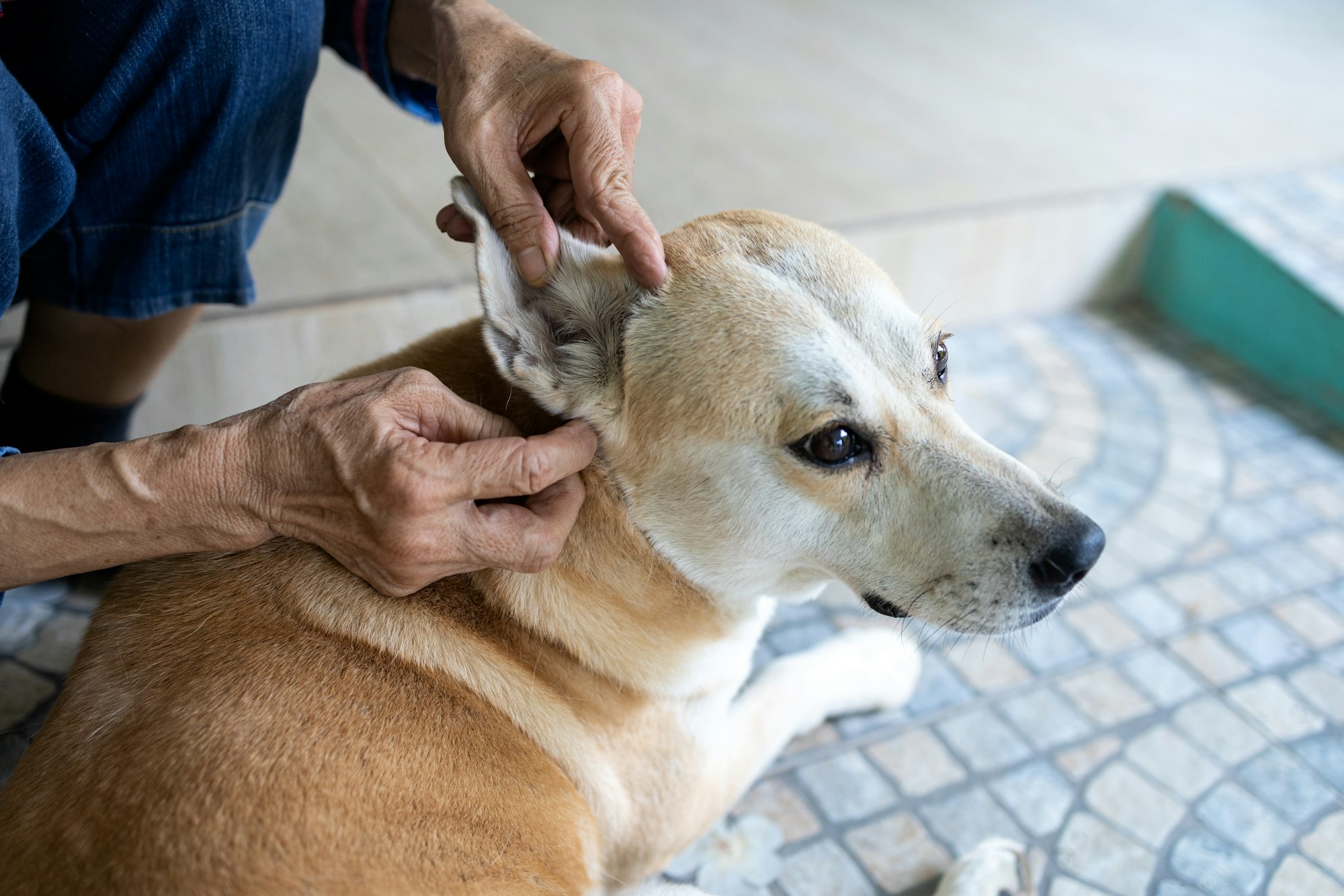 A medium-sized light brown dog lies on the floor while someone crouches next to the dog. The person's hands are holding the dog's ear, as if the person is looking in the dog's ear to check for ticks.