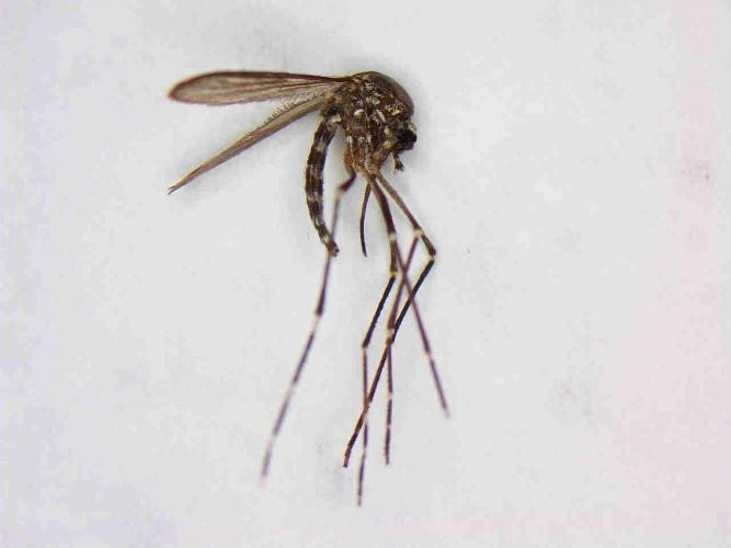 Sideview of a dark brown mosquito